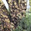 African Tree (Aged With Wisdom)
