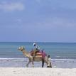 By The Sea: Camel #3