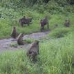 The Clan - Monkeys on a Road