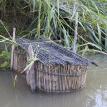 The Fisherman's Cage