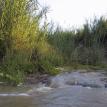 The Reeds